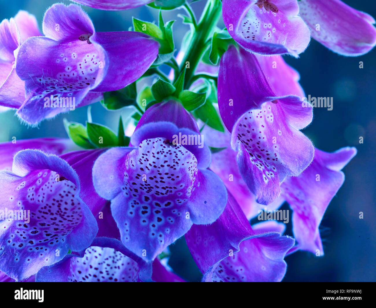 Closeup digitalis flower portrait photograph Stock Photo Alamy