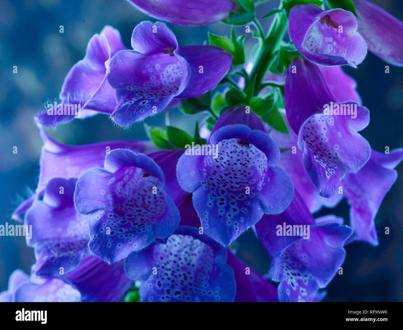 Closeup digitalis flower portrait photograph Stock Photo Alamy