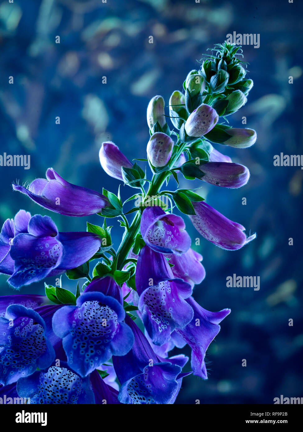Closeup digitalis flower portrait photograph Stock Photo Alamy