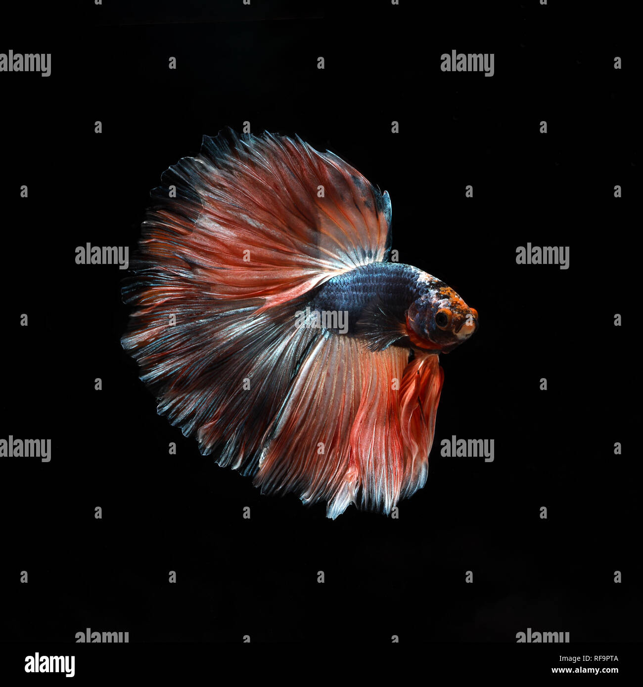 Siamese Fighting Fish also known as Betta is seen in an aquarium in Chicago, United States. Bettas are the most common species in the world-wide aquar Stock Photo
