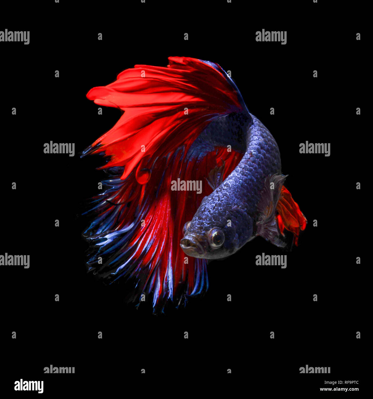 Siamese Fighting Fish also known as Betta is seen in an aquarium in Chicago, United States. Bettas are the most common species in the world-wide aquar Stock Photo