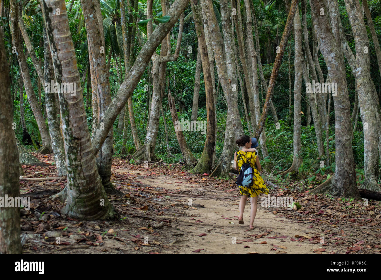 A woman walking in a beautiful ancient looking tropical rain forest at Manzanillo National Park, Costa Rica Stock Photo