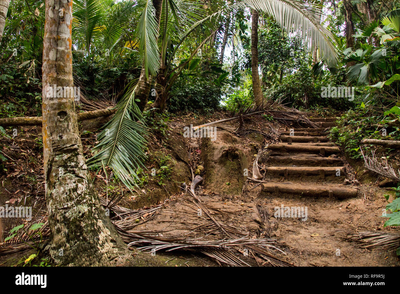 A scenic landscape photo of a ancient looking pathway with stairs in a beautiful rain forest of Manzanillo National Park, Costa Rica Stock Photo