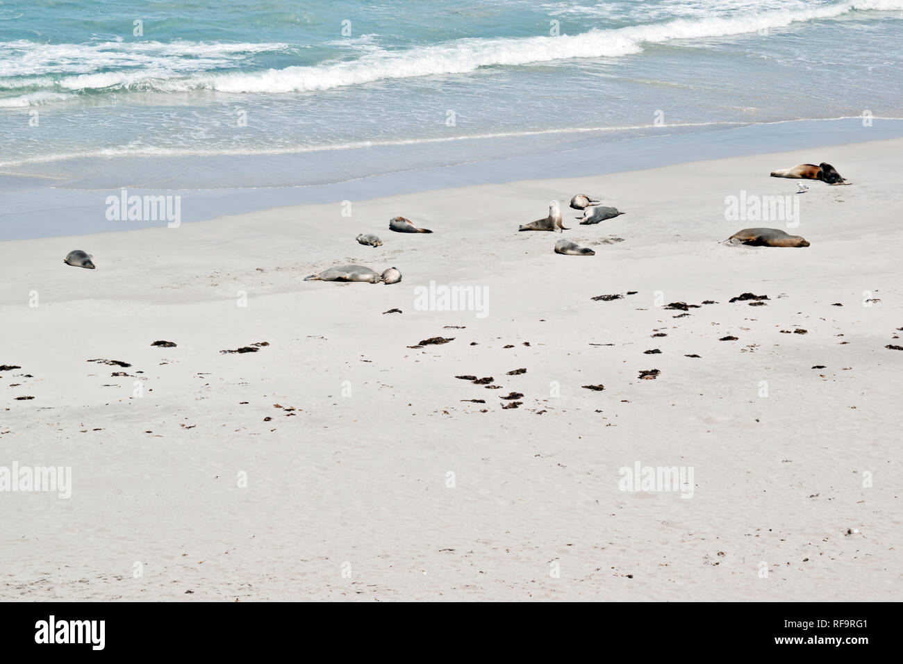 Many sea lions go to seal Bay to rest, they return year after year Stock Photo