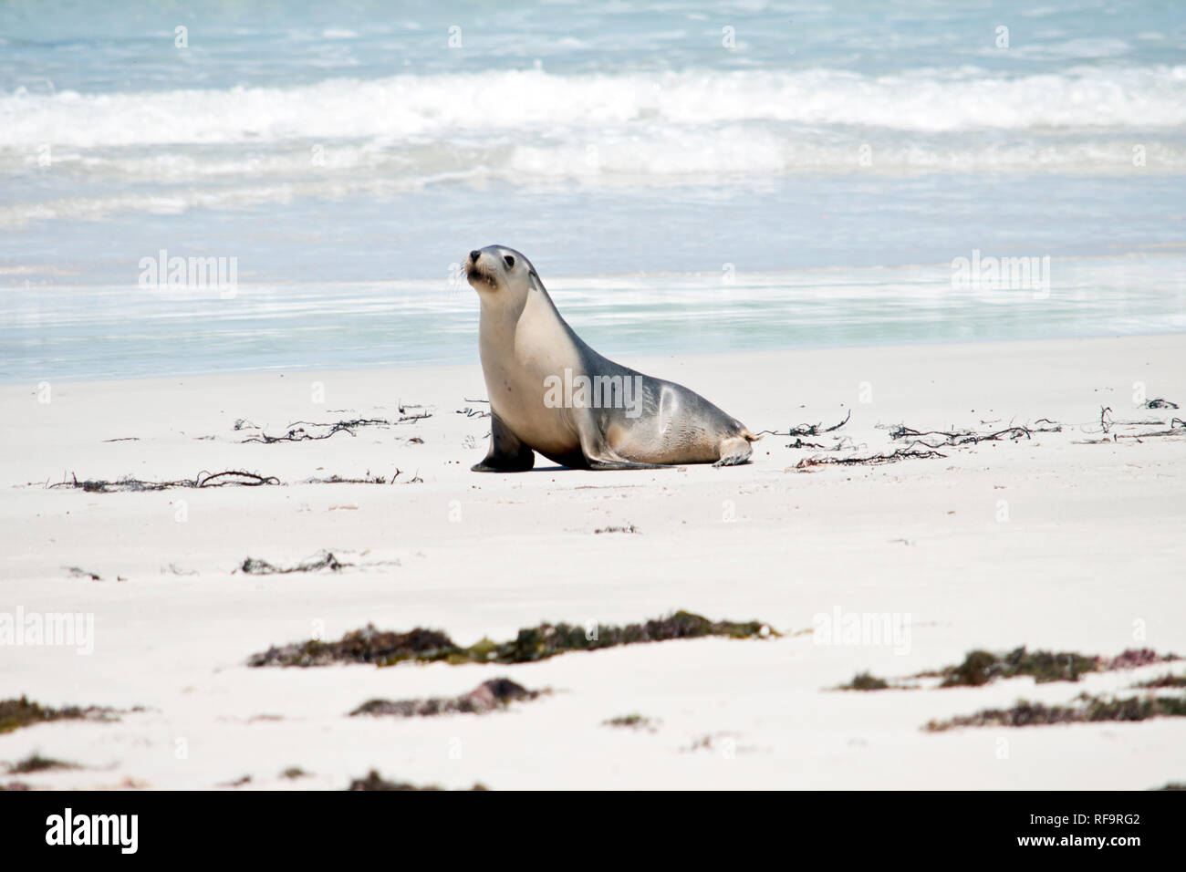 the sea lion is walking on the beach at Seal Bay Stock Photo