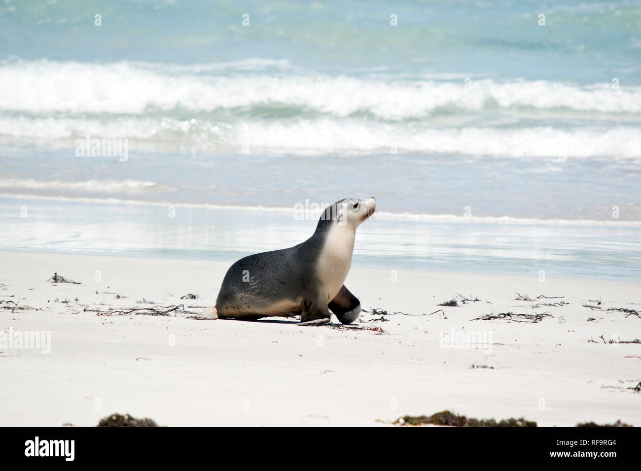 the sea lion is walking on the beach at Seal Bay Stock Photo