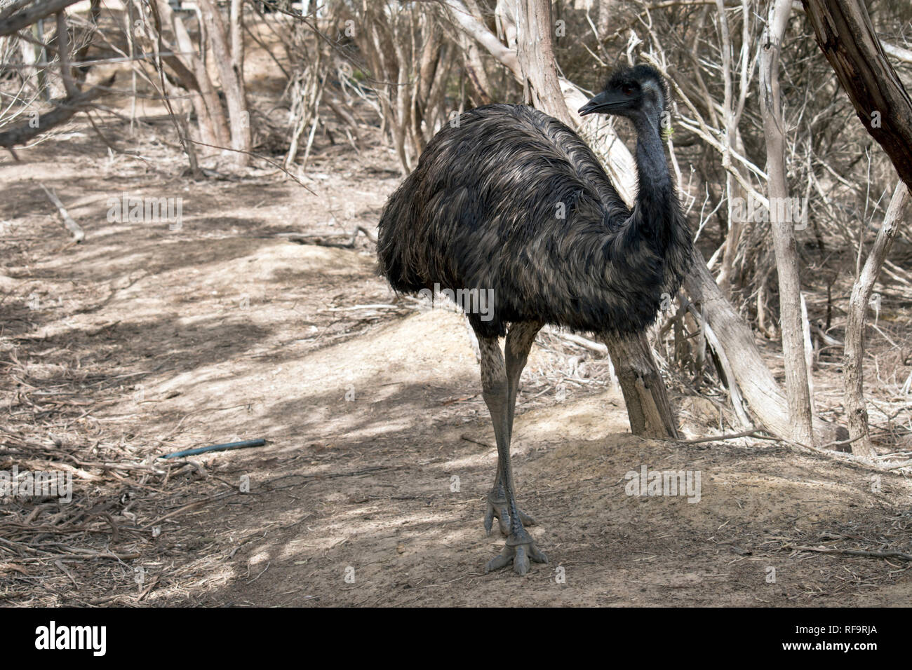 the Australian emu is a very tall bird with long plumage he only has 3 toes on each leg Stock Photo