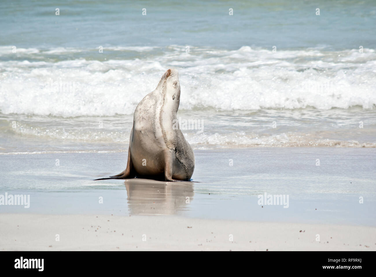 the sea lion has just come out of the water and is posing on the beach at Seal Bay Stock Photo