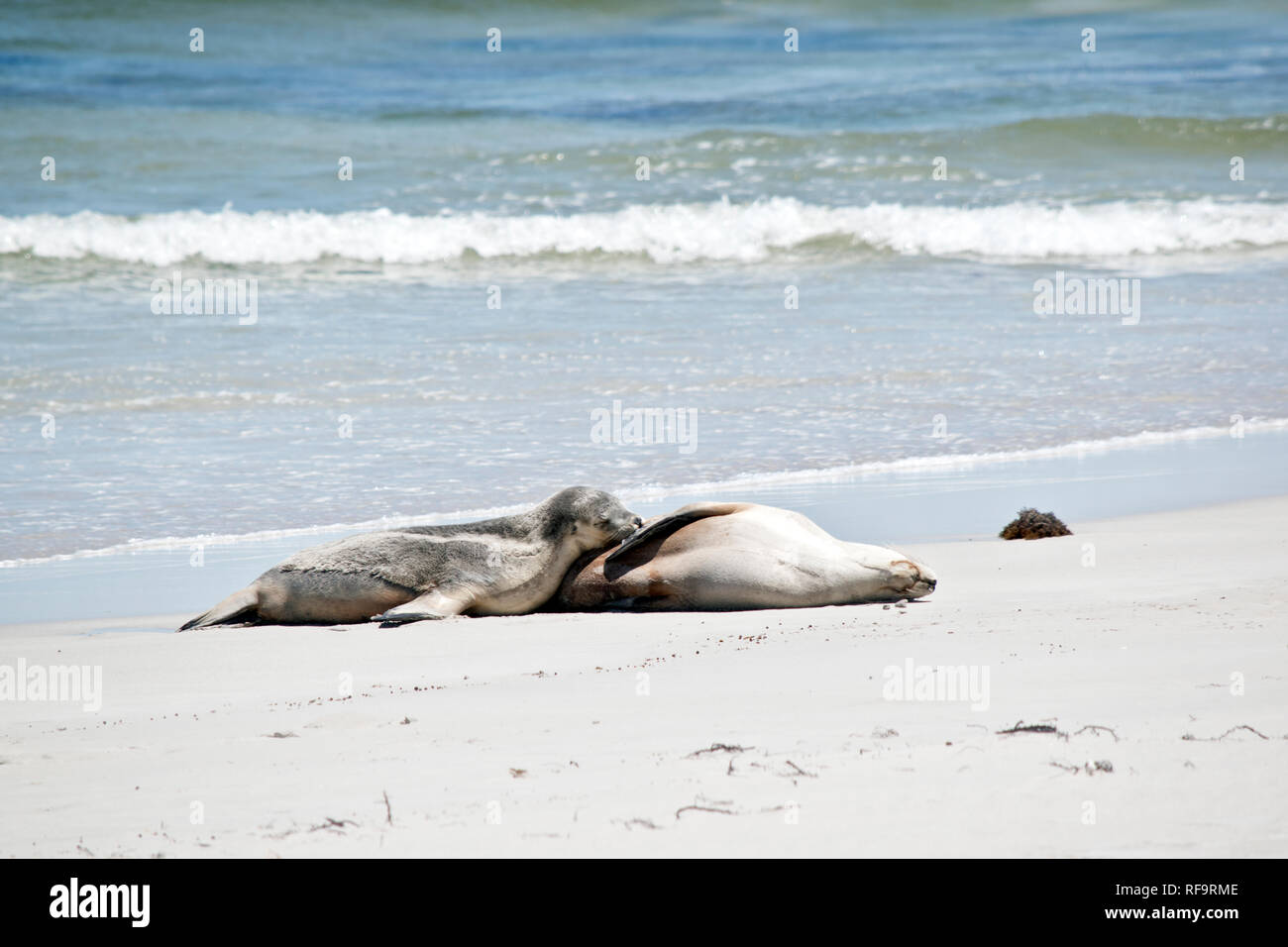 the sea lion is nursing her young pup on a beach at Seal Bay Stock Photo