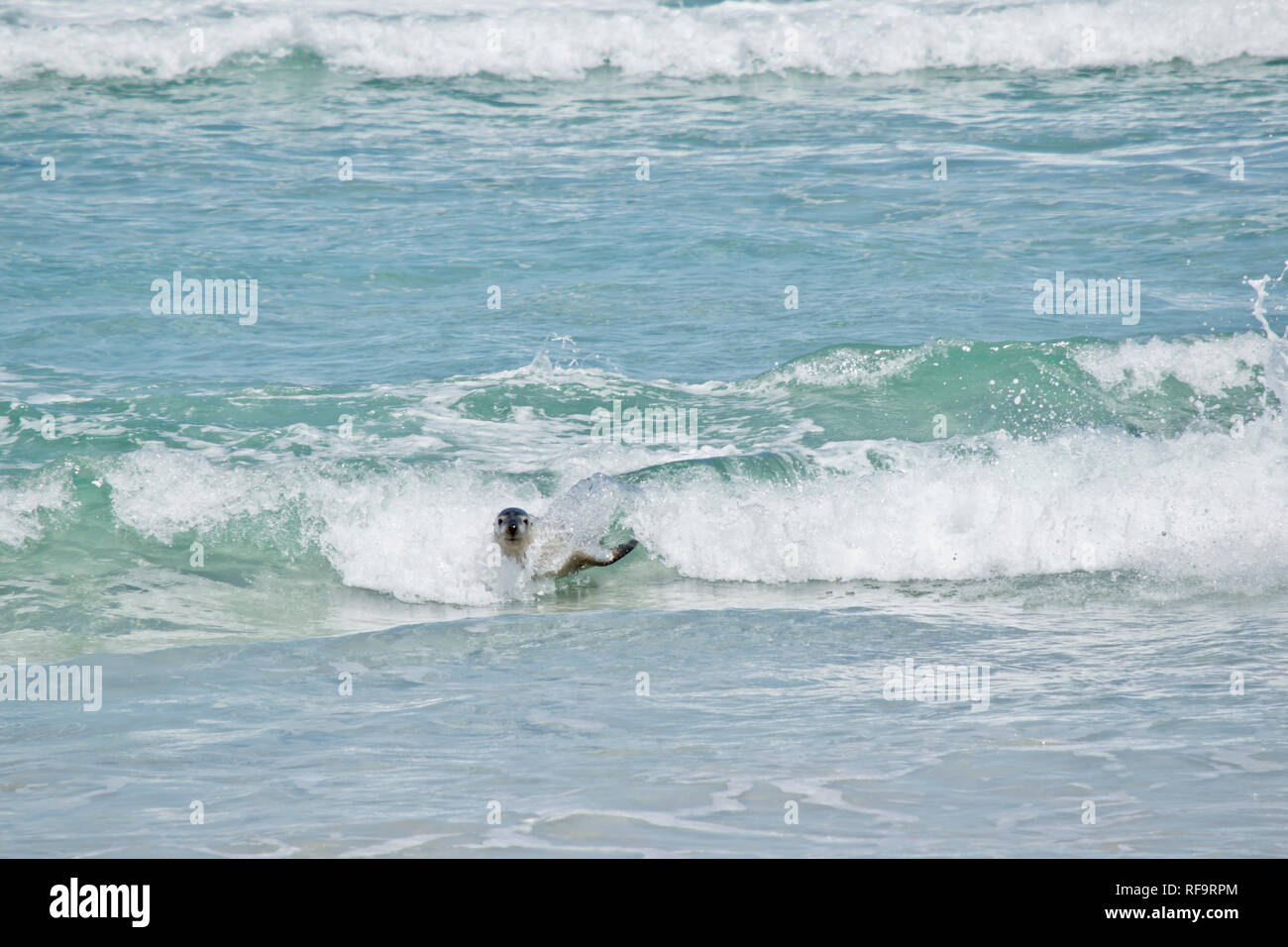the sea lion is riding on the surf at Seal Bay Stock Photo