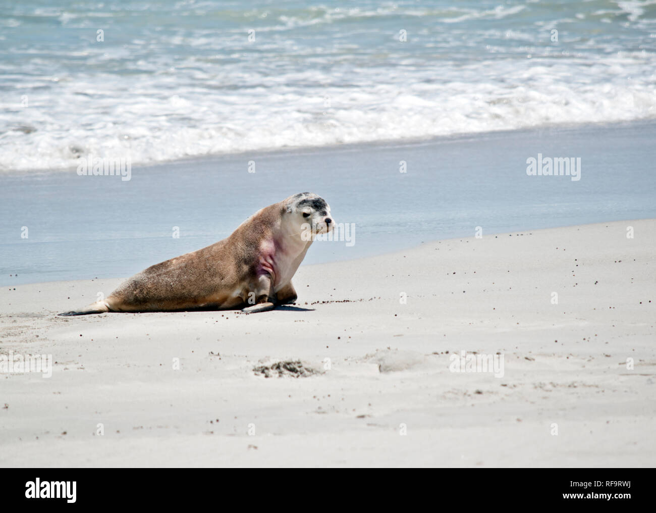 the sea lion has just come out of the water and is walking on the sand at Seal Bay, Australia Stock Photo