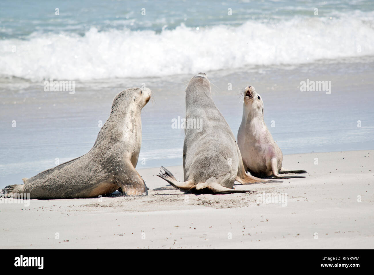 the three sea lions are talking on the beach at Seal Bay Stock Photo