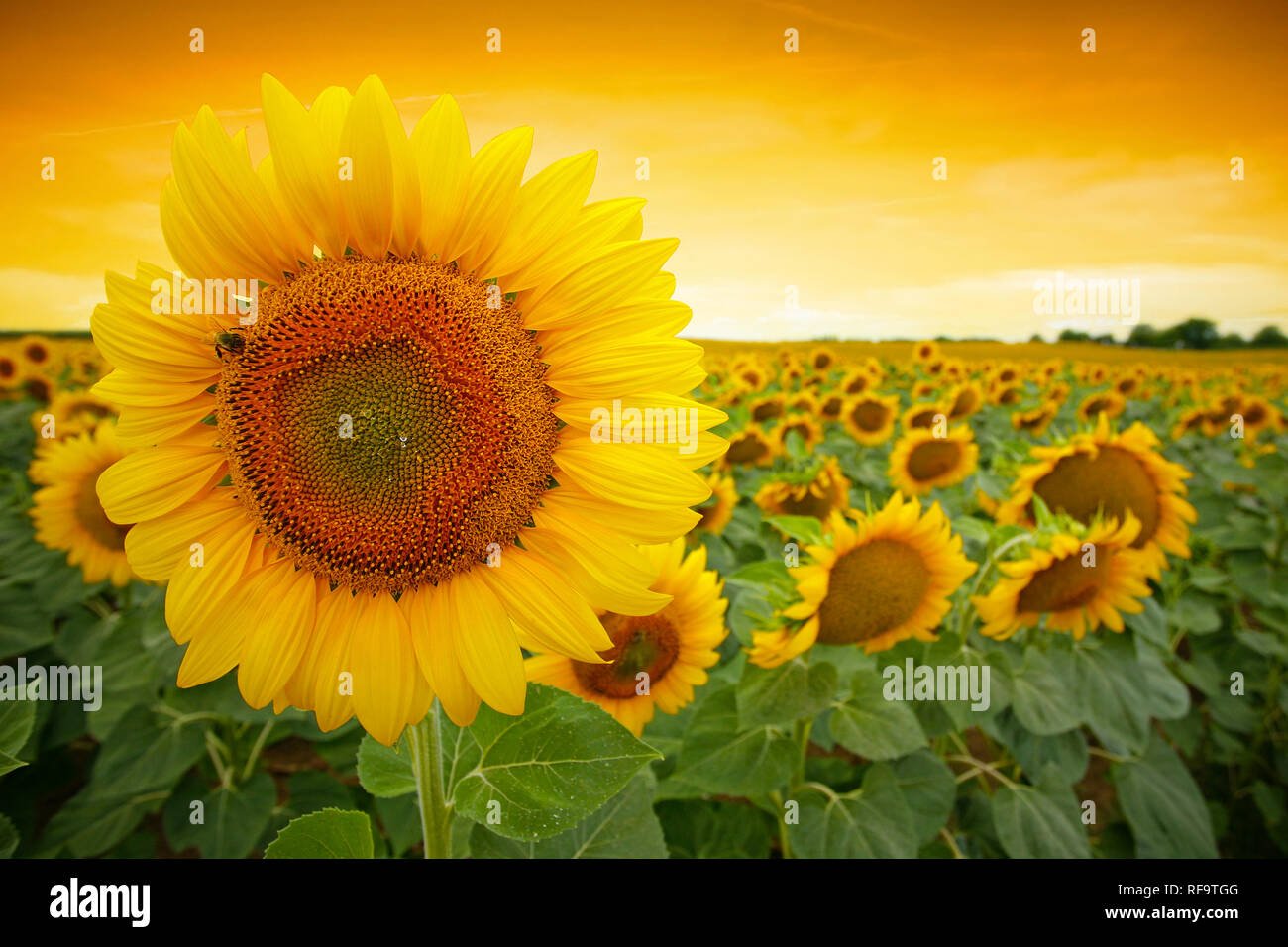 Sunflower field with dramatic sunset Stock Photo Alamy