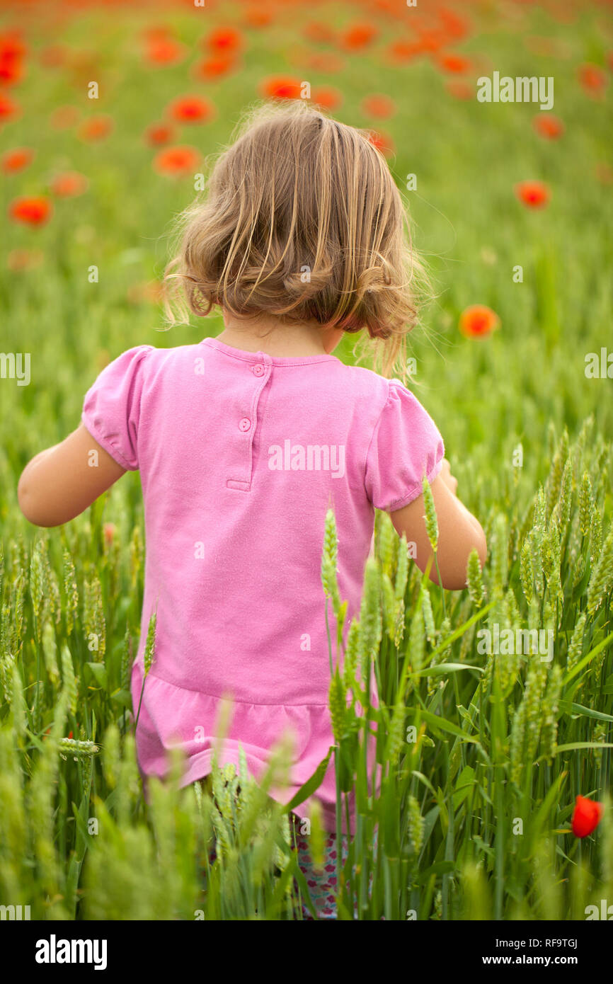 Little girl in beautiful poppy field Stock Photo - Alamy