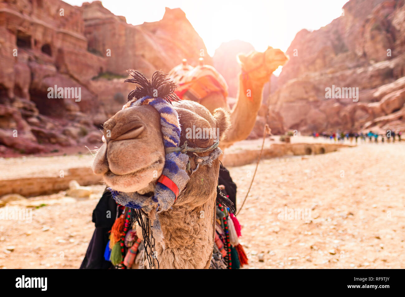Close-up view of two beautiful camels in the Unesco World Heritage Site in Petra. Petra is a historical and archaeological city in southern Jordan. Stock Photo