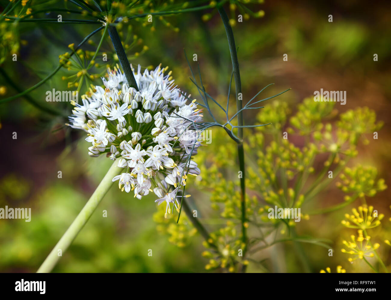 Inflorescence of flowering onions in the garden. Stock Photo