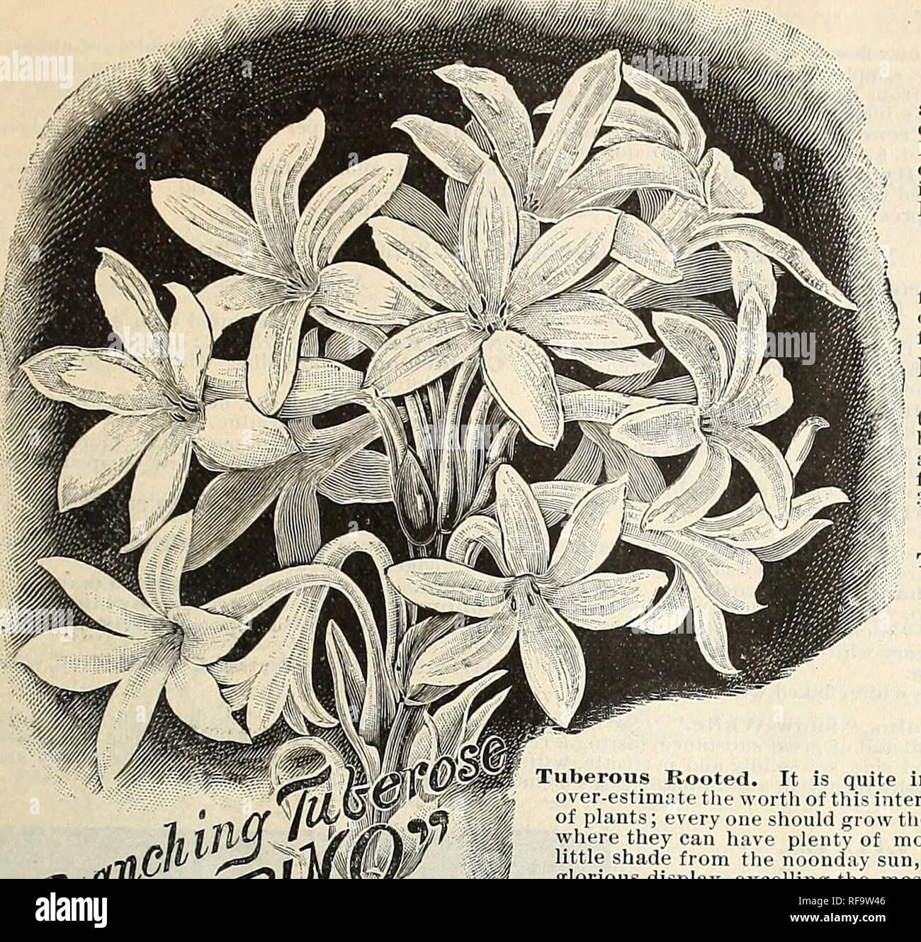 . Catalogue of home grown seeds. Gardening United States Equipment and supplies Catalogs; Vegetables Seeds United States Catalogs; Flowers Seeds United States Catalogs; Fruit Seeds United States Catalogs; Grain Seeds Catalogs; Gardening Implements Catalogs. JAMES J. H. GREGORY &amp; SON'S RETAIL CATALOGUE. 65 SUMMER FLOWERING VINES, BULBS, SHRUBS, AND PLANTS.—continued. RUDBECKIA LACINIATA, GOLDEN GLOW.&quot; ). Price, Single, — scarlet, white, yellow, pink,- Four, one of each, 30 cents; twelve, three of Price, Double, — scarlet, white, yellow, pink Four, one of each, 55 cents; twelve, three o Stock Photo