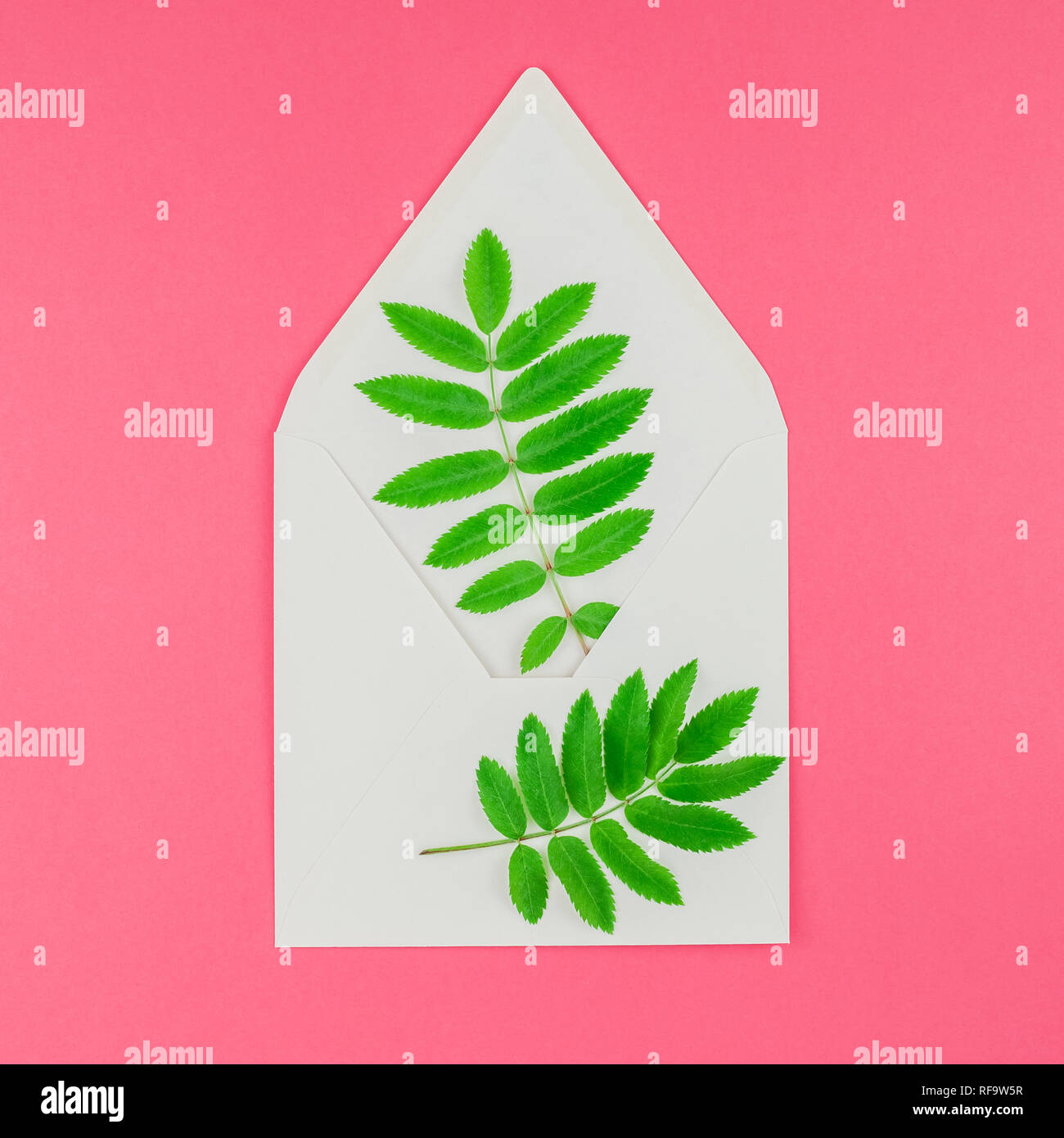 Creative flat lay top view white letter mock up with fresh green rowan ...