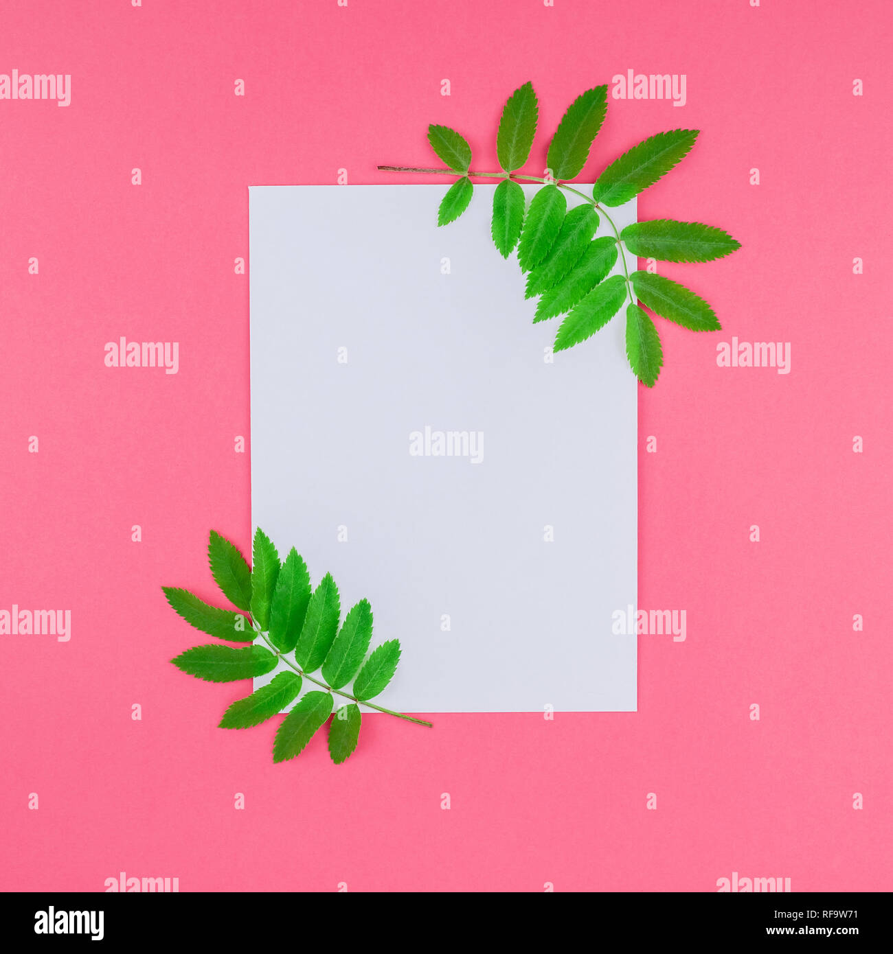 Creative flat lay top view white letter mock up with fresh green rowan ...