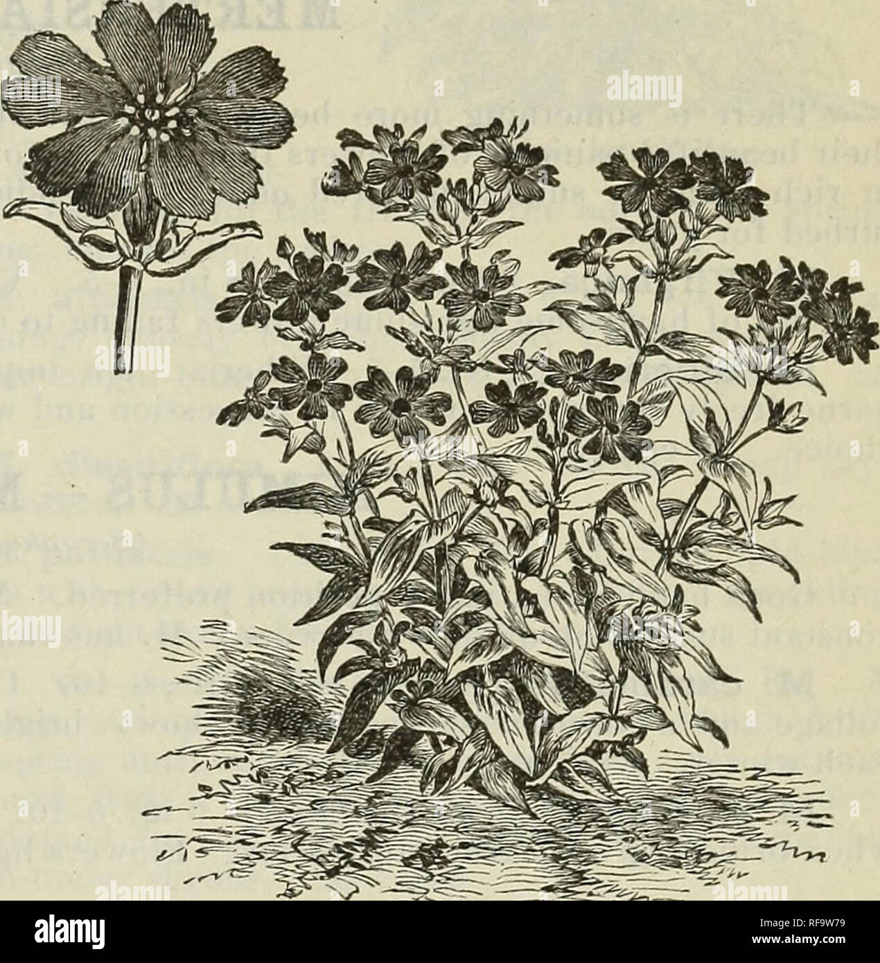 . Catalogue of hardy ornamental trees, shrubs, and vines, hardy flowers and large and small fruits. Nurseries (Horticulture) Massachusetts Catalogs; Plants, Ornamental Catalogs; Trees Seedlings Catalogs; Ornamental shrubs Catalogs; Flowers Catalogs; Fruit trees Seedlings Catalogs; Fruit Catalogs. Lychnis alpina. Very double, slightly fragrant, deep-red flowers in clusters, and borne from early spring until late summer. Very choice for cutting pur- poses. 30 cents. L. Flos-cucculi var. fl, pi. [Double Cuckoo Flower.] 18 in., (5-9. Siberia. Handsome, finely cut, pure white flowers, sometimes tin Stock Photo