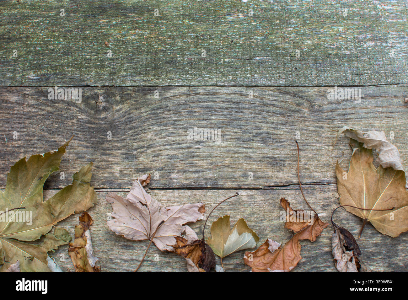 Weathered pallet wood boards as a background with dry brown leaves along the bottom. Stock Photo