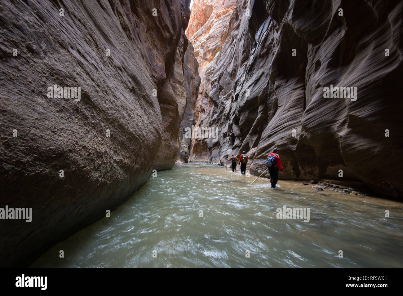 Hiking Zion National Park's famous slot canyon, The Narrows, in winter requires a dry suit and warm clothes, but it's less crowded than in  summer Stock Photo