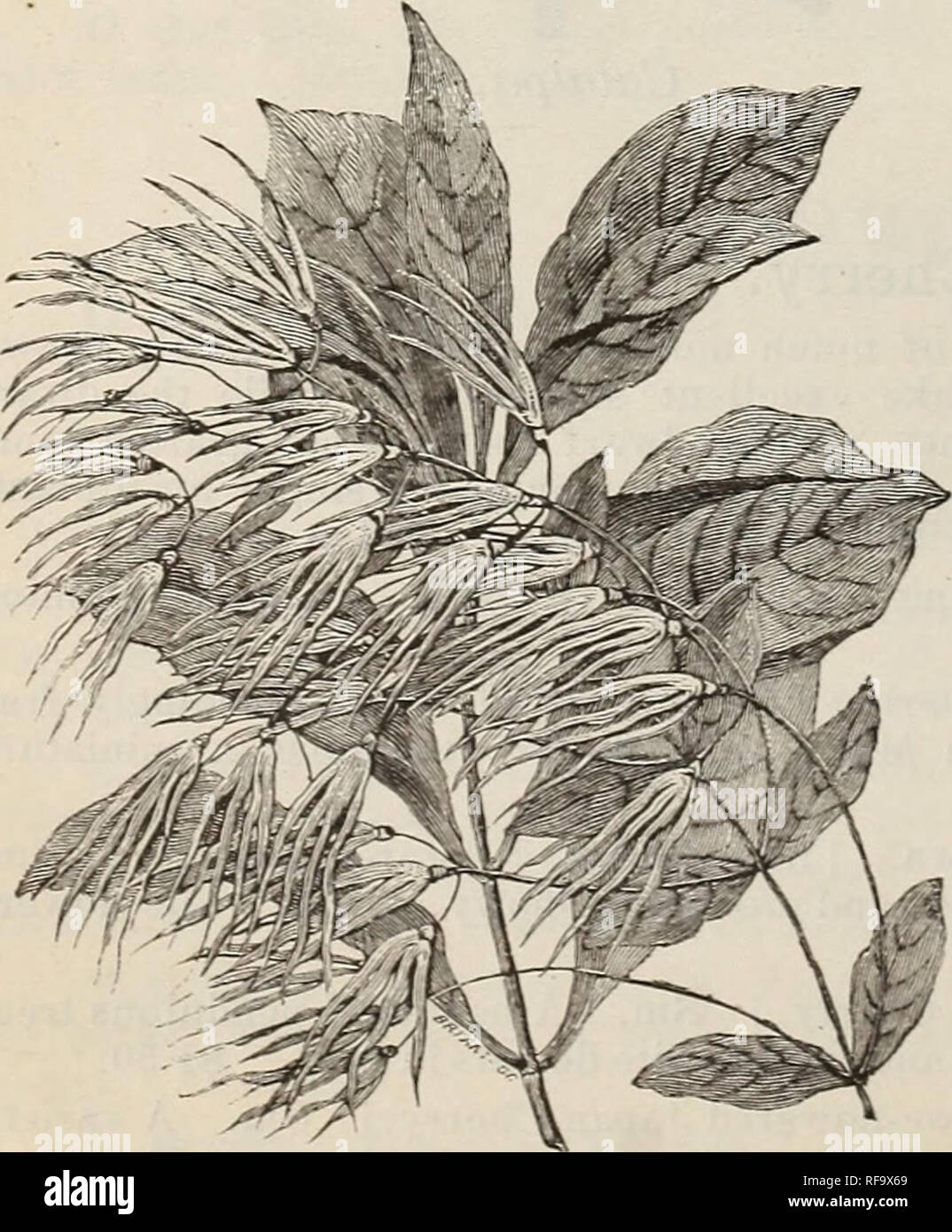 . Catalogue of hardy ornamental trees, shrubs, and vines, hardy flowers