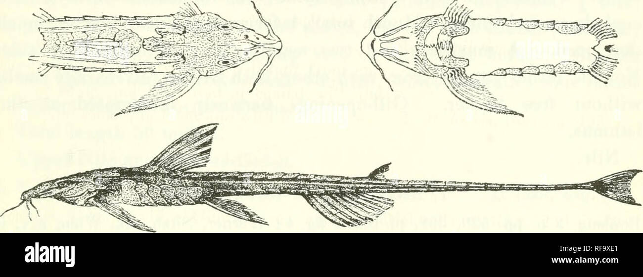. Catalogue of the fresh-water fishes of Africa in the British Museum (Natural History). Fishes; Freshwater animals. BELONOGLAXIS. )09 1. BELONOGLANIS TENUIS. Bouleng. 1. c. pi. xiv. fig. 4. Depth of body 14 times in total length, length of head 7 times. Head much depressed, 1^ times as long as broad, covered above with granular asperities ; a A-shaped ridge on snout; no fontanelle ; occipital process trilobate ; snout acutely pointed, ^ length of head, strongly projecting beyond mouth ; eye G times in length of liead, 2^ times iu Fig. 380.. BelonoglarJs tenuis. Type (A. M. C). f. interocular  Stock Photo