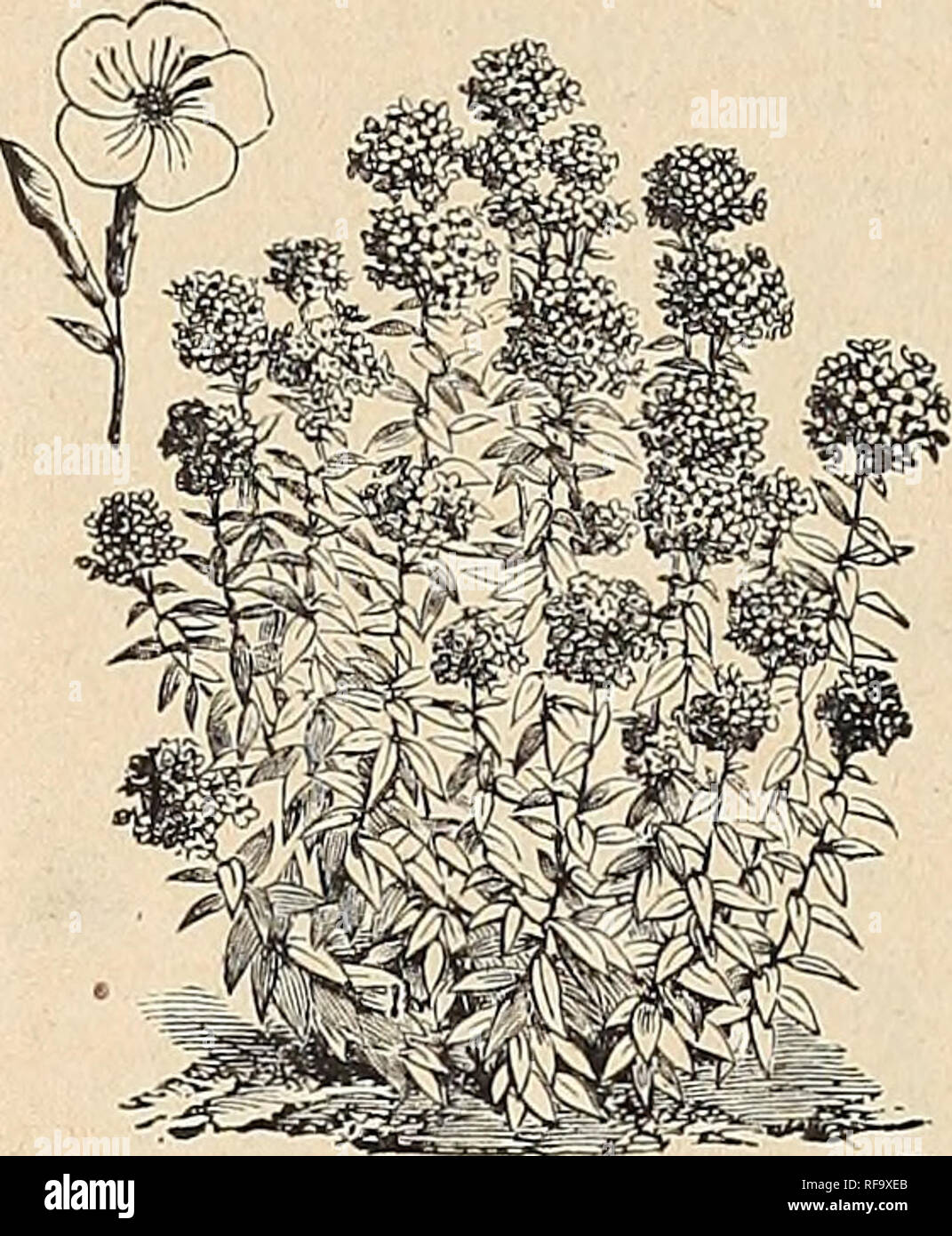. Catalogue of Holland bulbs and plants : for fall planting.. Bulbs (Plants), Catalogs; Flowers, Catalogs. Hiram Sibley &amp; Co.''s SMILAX,. PEKENiNIAL PHLOX. Nothing excels the Smilax as a vine or climber; leaves beautiful glossy green; extremely graceful, and can be trained to run in any direction ; fine for pots, vases or baskets. Water three times per week. 20 cents each ; |2.00 per dozen. PHLOX. This genus comprises most elegant border flowers, and is valuable for any position requiring masses of bloom. The Perepnials are entirely hardy and of easy cultivation. Plants should be divided e Stock Photo