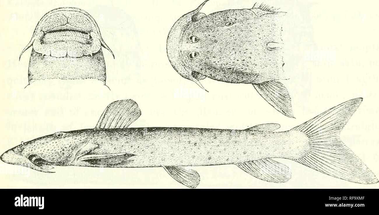 . Catalogue of the fresh-water fishes of Africa in the British Museum (Natural History). Fishes; Freshwater animals. EUCHILTCHTHTS. times in interociibir Avidtli ; base ol: adipose lin § to |- its distance from dorsal.... Def)tli o£ boiiy 4^ times in total length ; eye 5 to 5^ times in length of head, 2 times in interocular width ; base of adipose fin nearly equal to its distance from dorsal . . 487 2. Ji. royan.vi, Blgr., p. 4:b8. 3. E. Jyhowskli, Vail]., p. 489. 1. EUCHTLTCIITHYS GUENTHERI. Atopocldlus guentlwri, Schilth. Tijdschr. Nederl. Dierk. Ver. (2) iii. 1891, p. ^^h pi. vi. fig. 2. Eu Stock Photo