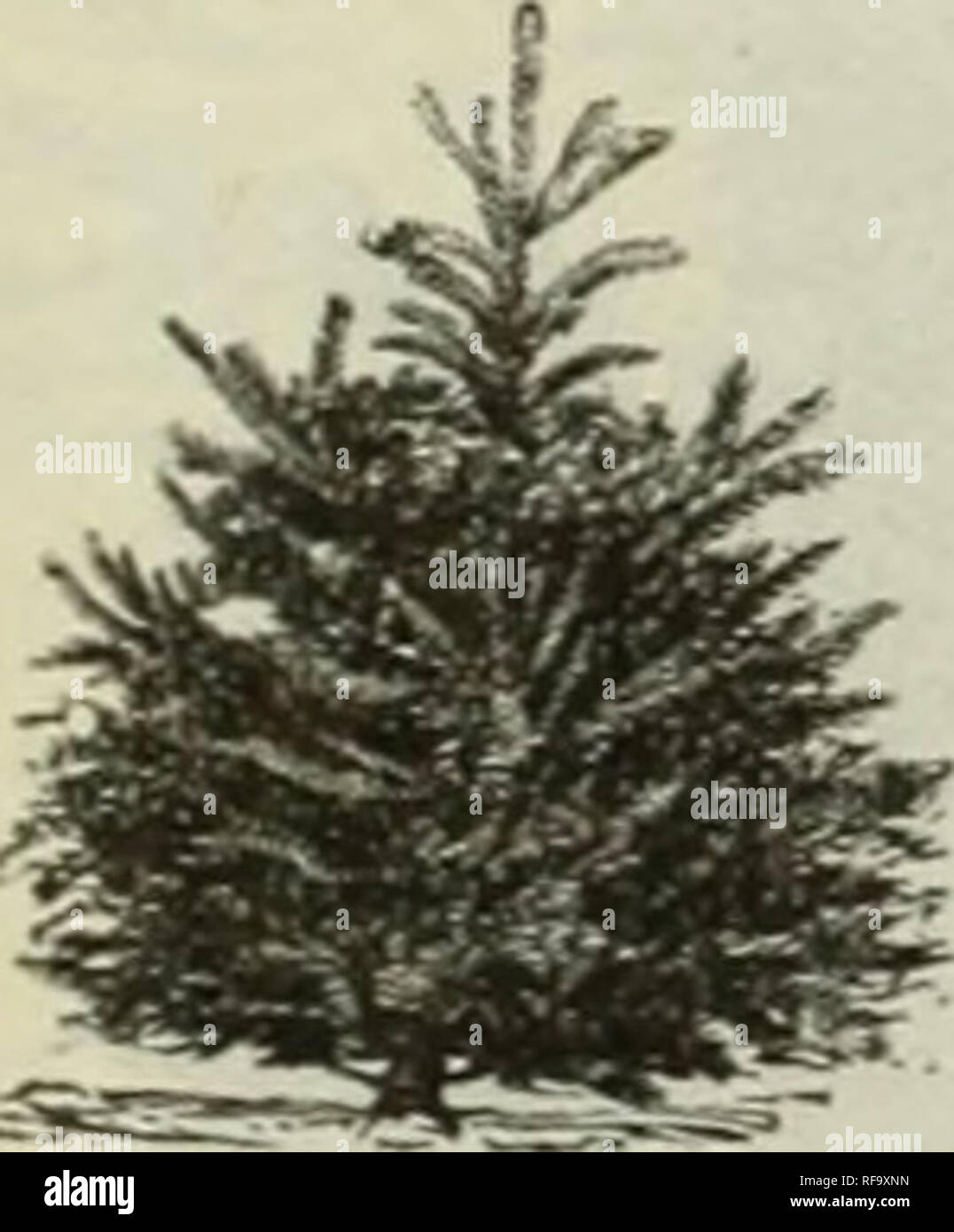 . Catalogue of hardy ornamental trees, shrubs, and vines, hardy flowers and large and small fruits. Nurseries (Horticulture) Massachusetts Catalogs; Plants, Ornamental Catalogs; Trees Seedlings Catalogs; Ornamental shrubs Catalogs; Flowers Catalogs; Fruit Catalogs. Norway Spruce. 3 feet hiu'h. P. Cilicica. [Ciliciau Silver Fir. ] See under Abies. P. concolor. [White Fir.] Set UndefirAbies. P Douglassi. [Douglass Spruce.] See under Psaidatsnga. P. Englemanii. [Fugleman's Spruce.] Lg. A tall tree at maturity, of dense pyramidal growth. Foliage stiff and often taking on very pleasing shades of gl Stock Photo