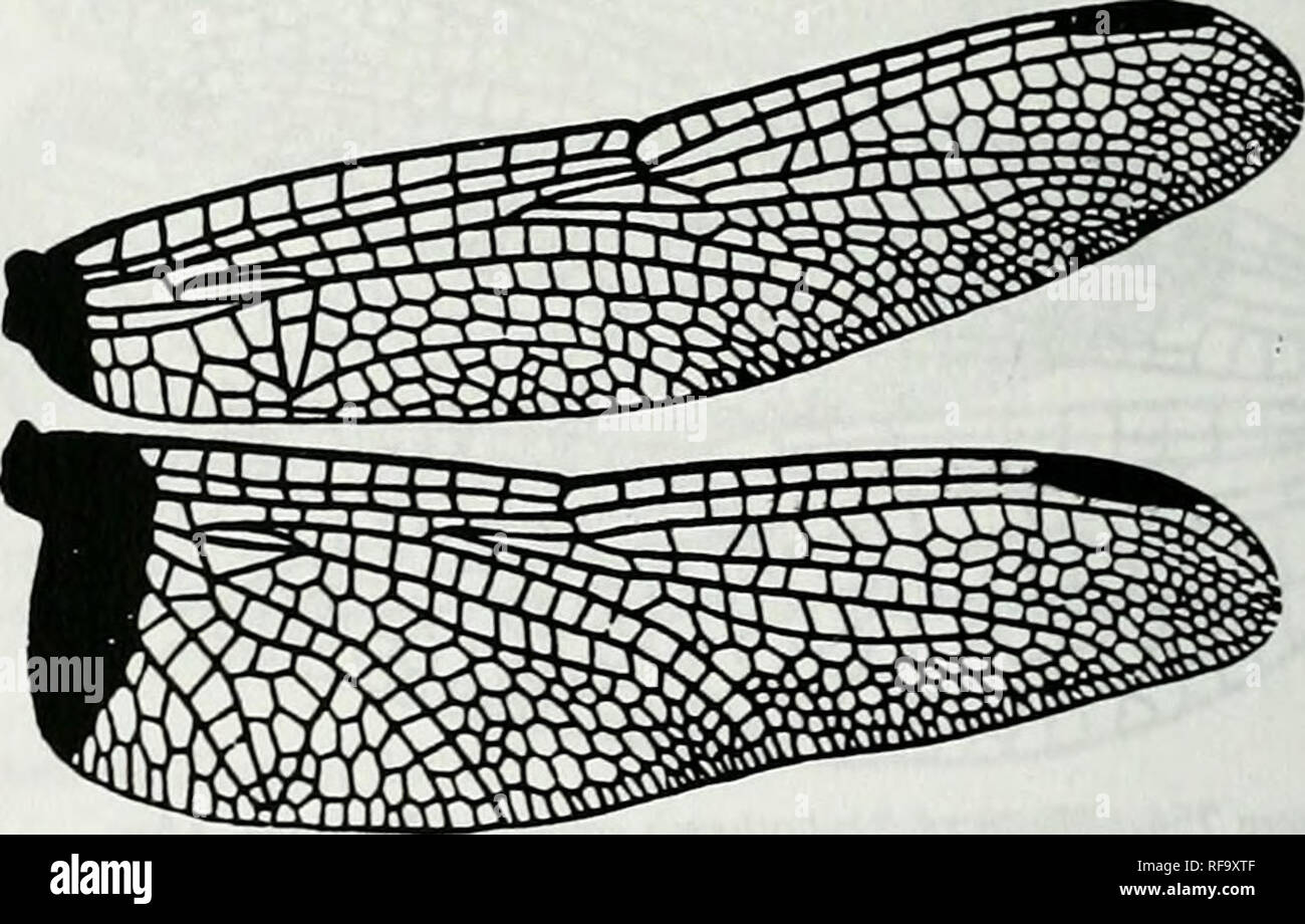 . Catalogue of the family-group, genus-group and species-group names of the Odonata of the world. Odonata; Odonata; Dragonflies; Dragonflies; Damselflies; Damselflies. Figure 762. Wings of Bradinopyga geminata Rambur. After Belyshev &amp; Harilonov, 1978. Deleiminer of Dragonflies :19S, 131-1 [b06951 Crocothcmis Brauer. 1868. Figure 763. Wings of Crocothemis semilia Druiy. After Belyshev &amp; Harilonov, 1978. Determiner of Dragonflies 128-1 (b0695] Cyanothcmis Ris. 191S :192, f. Please note that these images are extracted from scanned page images that may have been digitally enhanced for read Stock Photo
