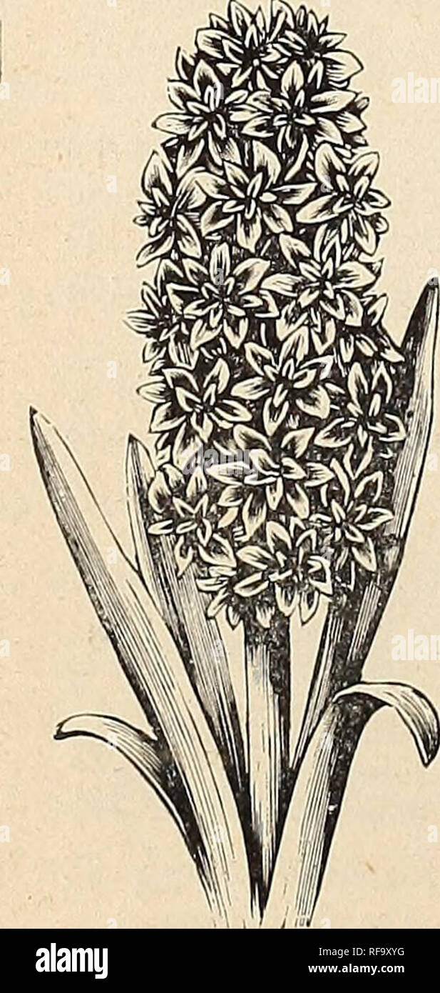 Catalogue Of Holland Bulbs And Plants For Fall Planting Bulbs Plants Catalogs Flowers Catalogs He Hyacinth Stands First On The Hst Of Holland Bulbs It Is A General Favorite In