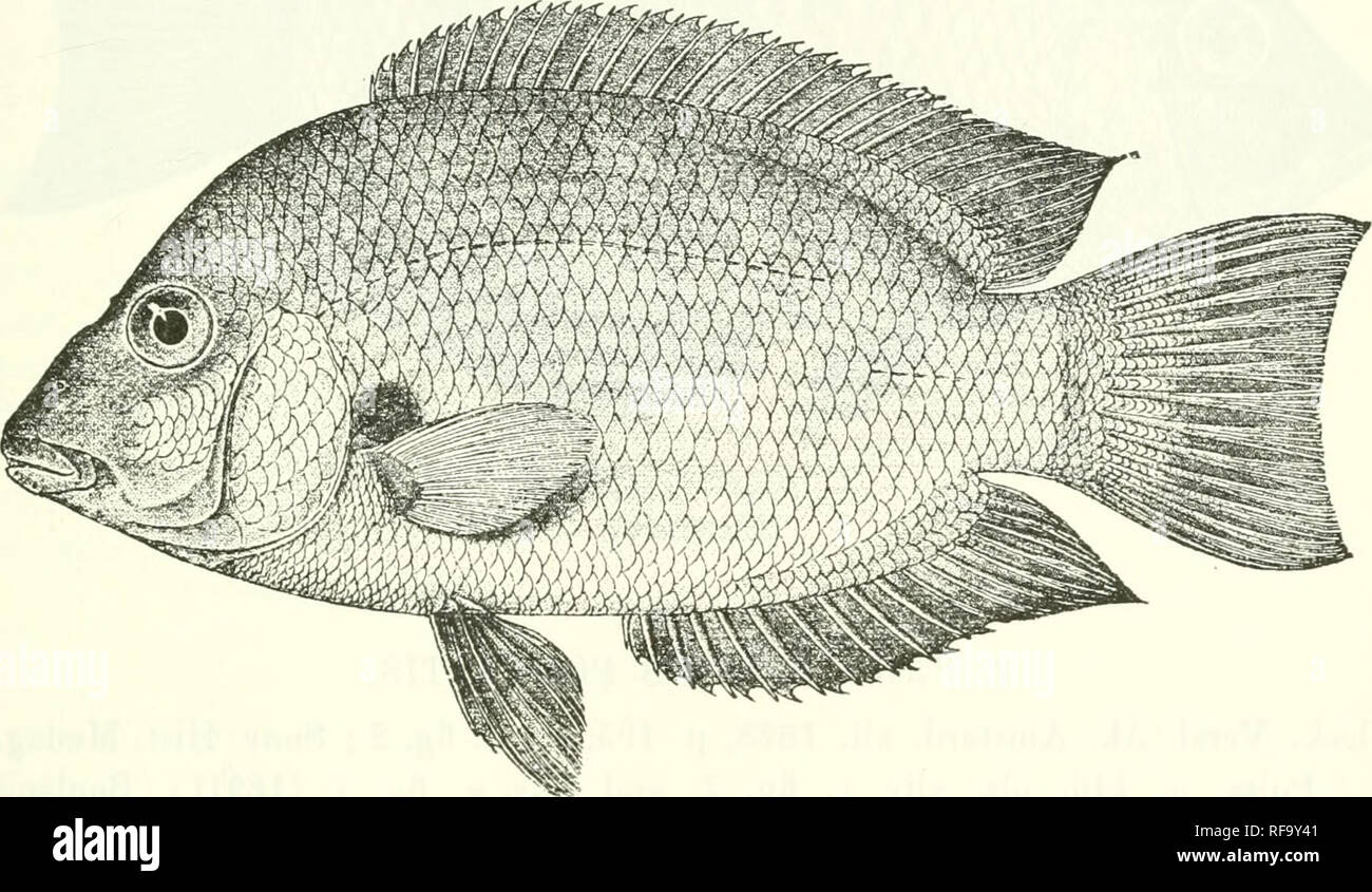 . Catalogue of the fresh-water fishes of Africa in the British Museum (Natural History). Fishes; Freshwater animals. PAHETROPLUS. 505 Two species ]). XVIII-XX 11-14 ; A. IX-X 9-11 ; Se. :}5- 37 *^ LP. damii, Blkr., p. 505. D. XVI-XVIIT 17-18: A. VIl-IX 13 U; ISc. 32-34 4-0 14^ 2. P. polyadis, Blkr., p. 506. 1. PARETROPLUS DAMII. Bleek. t. c, p. 313, and Poiss. Madag. p. 13, pi. iv. fig. 3 (1875); Suuv. op. cit. p. 446, pi. xlvi. fig. 1 ; Bouleng. 1. c. ; Pellegr. 1. c. Depth of body hardly twice in total length, length of head 3 times. Head twice as long as broad ; snout strongly compressed, t Stock Photo