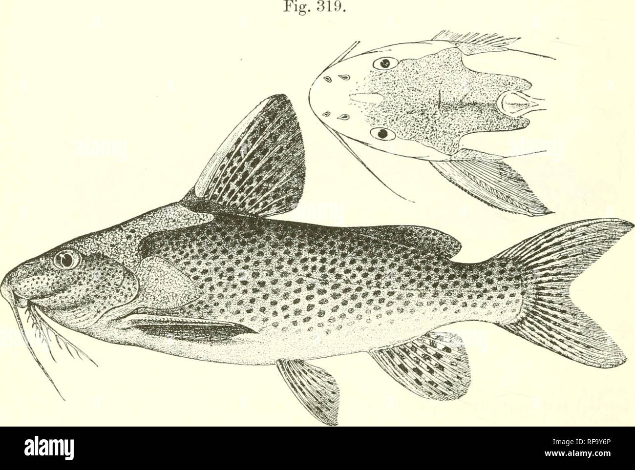 . Catalogue of the fresh-water fishes of Africa in the British Museum (Natural History). Fishes; Freshwater animals. 424 SILUEID^. large blackish spots, yellowish white beneath; fins yellowish green with transverse series of black spots. Total length 150 millim. ],ower Zambesi.—Type in Berlin Mnsenm. 11). SYNODONTIS WOOSNAMl, sp. n. Depth of body 3| times in total length, length of head 3§ times. Head a little longer than broad, rugose above from between the eyes ; snout as long as postocular part of head ; eye supero-lateral, 6 times in length of head, twice in interorbital width ; lips moder Stock Photo