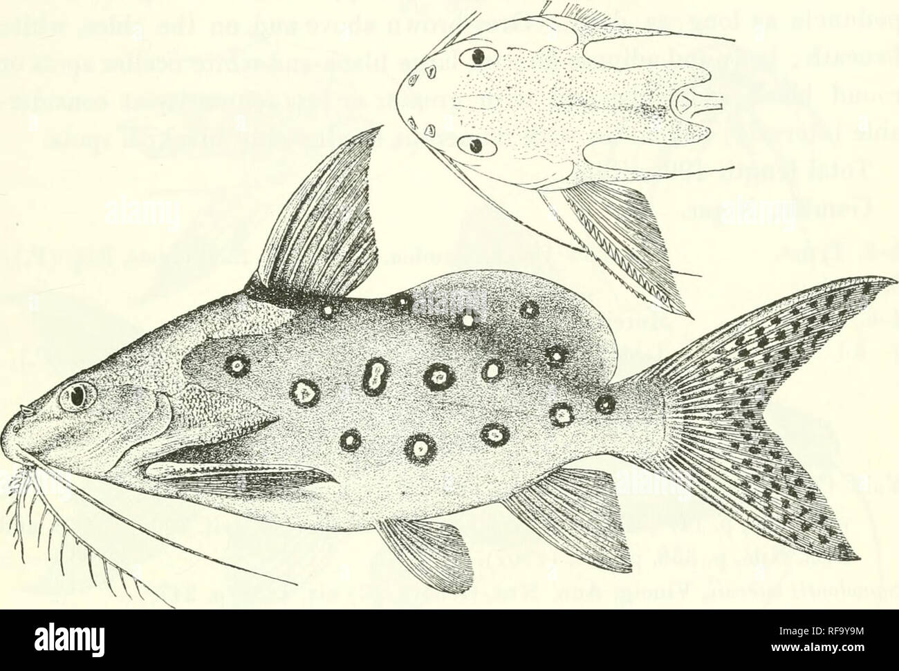 . Catalogue of the fresh-water fishes of Africa in the British Museum (Natural History). Fishes; Freshwater animals. SyJs'ODONTIS. 409 8. SYNODONTIS OCELLIFER. Bouleng. Proc. Zool. Soc. 1900, p. 514. Depth of body o to 3^ times in total length, length of head 3^ to o| times. Head a little longer than broad, rugose above behind snout, Fi.'. 308.. Synodontis ocelUfer. Type. which is obtusely pointed and considerably shorter than postocular part of head ; eye supero-lateral, 5 times in length of head. If to 2 times in interorbital width ; lips moderately developed ; praemaxillary teeth forming a  Stock Photo