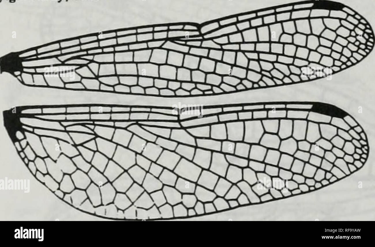 . Catalogue of the family-group, genus-group and species-group names of the Odonata of the world. Odonata; Odonata; Dragonflies; Dragonflies; Damselflies; Damselflies. Figure 698. Wings of Elga leplostyla Ris. After Ris, 1911. CoU. Sclys Longchamps 11:398. f 245 [b5046] Fylgia Kirby. 1889. Figure 699. Wings of Fylgia amazonica Kirby (as Brauer name). After Belyshev &amp; Hantonov, 1978. Delominerof Dragonflies :162. f98-2 (b0695). Please note that these images are extracted from scanned page images that may have been digitally enhanced for readability - coloration and appearance of these illus Stock Photo