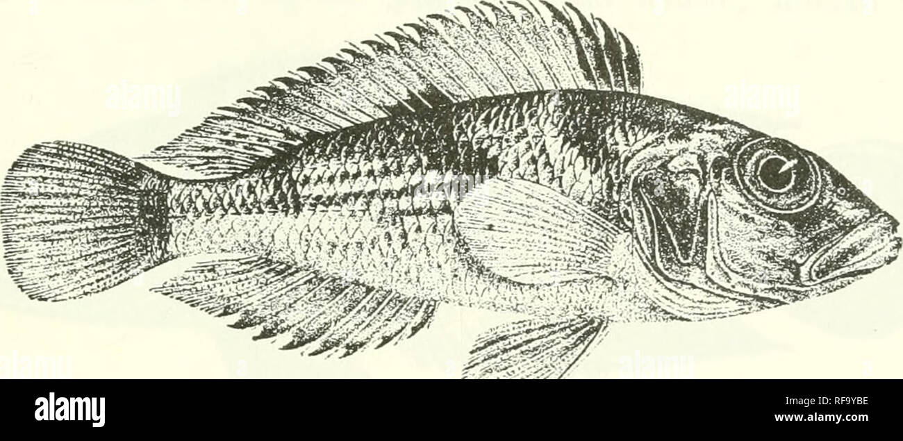 . Catalogue of the fresh-water fishes of Africa in the British Museum (Natural History). Fishes; Freshwater animals. LAMPROLOGUS. ( o 17. LAMPROLOGUS LEMAIKII. Bouleng. Tr. Zool. Sue. xv. 189^0, p. 88, pi. xviii. fig. 1, Ann. Mus. Congo, Zool. i. p. 140, pi. liii. fig. 1 (1900), und Poiss. Bass. Congo, p. 402 (1901) ; Pellegr. Mem. Soc. Zool. France, xvi. 1904, p. 292 ; Bouleng. Tr. Zool. Soc. xvii. 190G, p. 558. Depth of body 3 to 3^ times in total length, length of head 2| to 3 times. Head If to 2 times as long as broad; snout as long as or a little longer than eye, which is 3 to 4 times in  Stock Photo