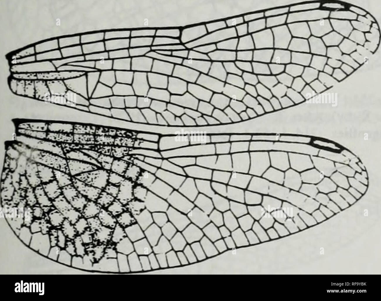 Catalogue Of The Family Group Genus Group And Species Group Names Of The Odonata Of The World Odonata Odonata Dragonflies Dragonflies Damselflies Damselflies Hguic 695 Wings Of Congolhemis Longislyla Fraser After Fraser 1953 Revue