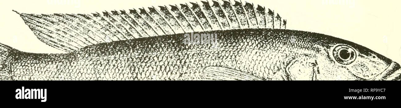 . Catalogue of the fresh-water fishes of Africa in the British Museum (Natural History). Fishes; Freshwater animals. 474 CICHLID^. U^. LAMPROLOGUS CUNNINGTONI. Bouleng. Tr. Zool. Soc. xvii. 190G, p. 557, pi. xxxvi. fig. 2. Depth of body 3f to 4J times in total length, length of head 3J times. Head twice as long as broad, with straight or slightly convex upper profile; snout obtusely pointed, 1J to 2 times as long as eye, which is contained 4 to 5 times in length of head and 1 to 1J times in interorbital widtli ; mouth not extending quite to below anterior border of eye; C large canines in fron Stock Photo