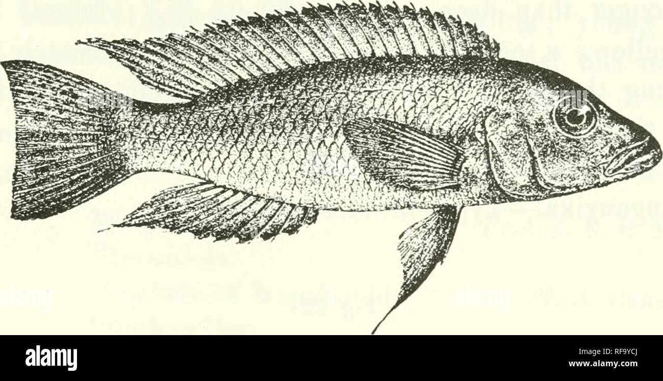 . Catalogue of the fresh-water fishes of Africa in the British Museum (Natural History). Fishes; Freshwater animals. LAMPROLOGUS. 471 25-27 as long as deep. Scales 4 2-46 j^; lateral lines ^^. Uniform grey to olive, rather lighter below; dorsal edged with yellow, with yellow Fi&lt;r. n23.. Lampi'ologus mondah^t. Type (Tr. Z. S. 1906). |. spots; upper half of caudal minutely spotted with yellow, lower half darker. Total length 105 millim. Lake Tanganyika. 1-2. Types. Kabogo. Dr. W. A. Cannington (C). 12. LAMPROLOGUS ? STEINDACHNERI. Jtdidochrom'is eloin/atus, Steind. Anz. Ak. Wicn, 190P, p. 401 Stock Photo