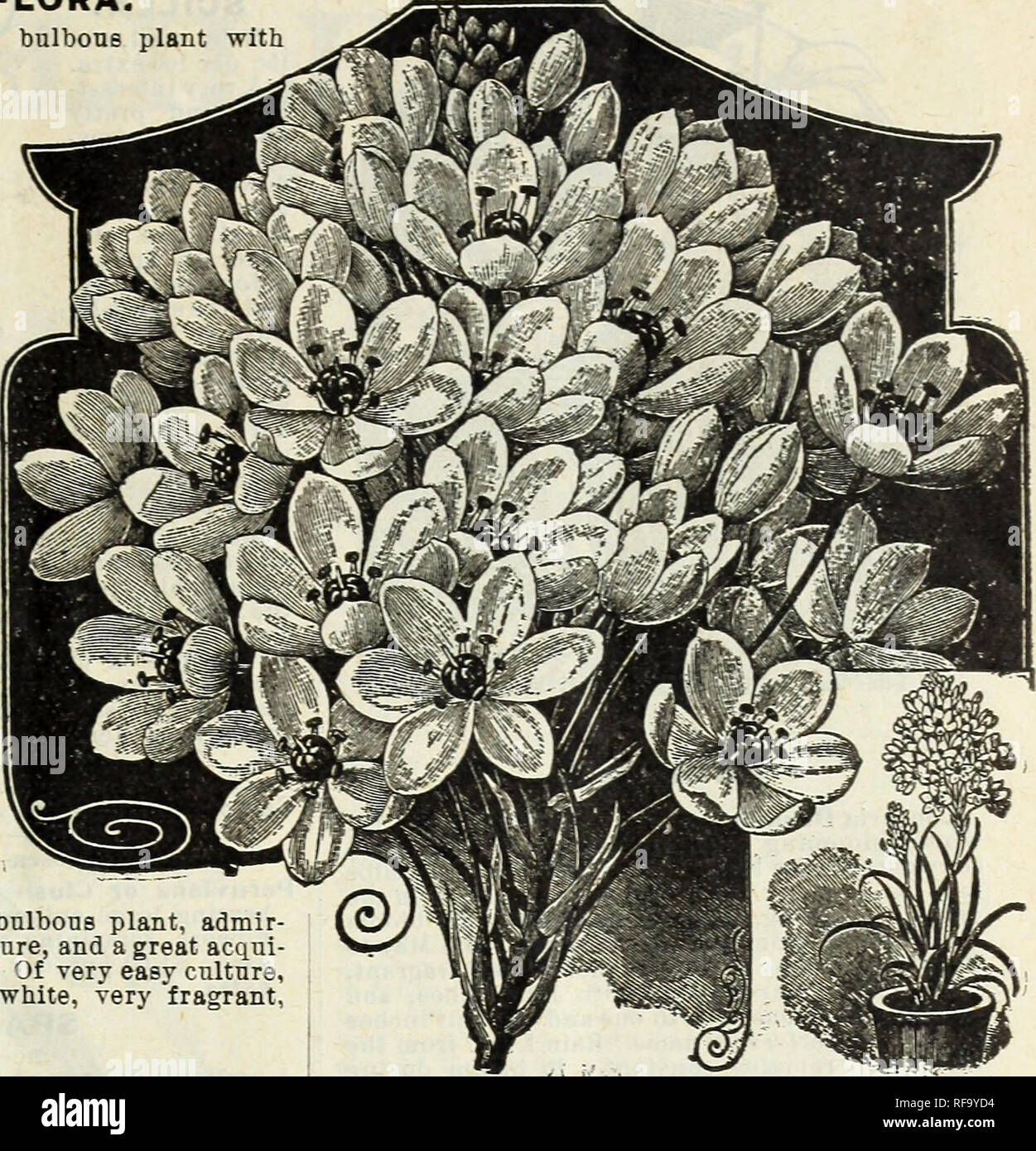 Catalogue Of Hardy Bulbs Plants Etc Flowers Seeds Catalogs Bulbs Plants Seeds Catalogs Nurseries Horticulture Catalogs Plants Ornamental Catalogs Flowering Bulbs Plants Etc Milla Biflora Bulbous Plant With A Chaste And