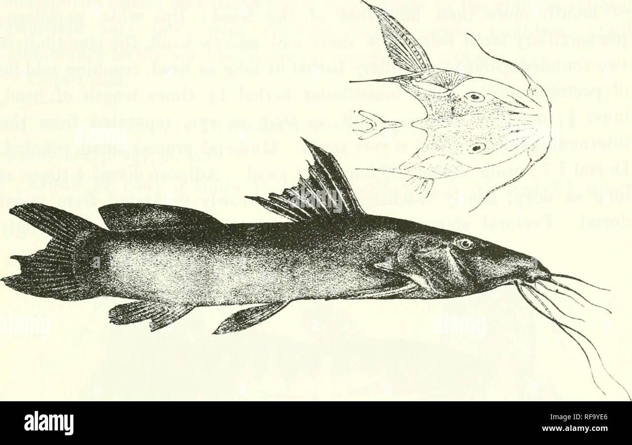 . Catalogue of the fresh-water fishes of Africa in the British Museum (Natural History). Fishes; Freshwater animals. AUCHENOGLANIS. 375 6. AUCHENOGLANIS UBANGENSIS. Bouleng. Ann. Mus. Congo, Zoul. ii. p. 41, pi. xi. fig. 3 (1902). Depth of body 5 times in total length, length of head 3J times. Head 1^ times as long as broad, feebly rugose above ; snout pointed, half&quot; length of head ; occipital process small, longer than broad, not reaching the feebly developed interneural plate; eye supero-latcral, 6 times in length of head, 2 times in interorbital width ; mouth half Fig. 290.. Auchenogla Stock Photo