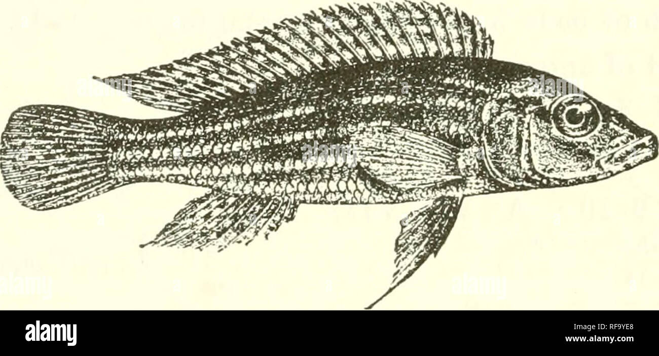 . Catalogue of the fresh-water fishes of Africa in the British Museum (Natural History). Fishes; Freshwater animals. 462 CICHLID.E II. Caudal deeply notched. D. XIX-XXI 7-9; A. VI-VII 5-6; Sc. r&gt;0-60 j-g^; 14-lG gill-rakers on lower part o£ anterior arch 26. L. furclfci', B^rv., ^t. AS3. Jididochromis ocellafus, Steind. Anz. Ak. Wien, 1909, p. 402, from L. Tanganyika, probably belongs to this genns, but I am unable to suggest its proper place in the system without an examination of the type-specimen, preserved in the Vienna Museum. 1. LAMPllOLOGUS BREVIANALIS. Bonleng. Tr. Zool. Soc. xvii.  Stock Photo