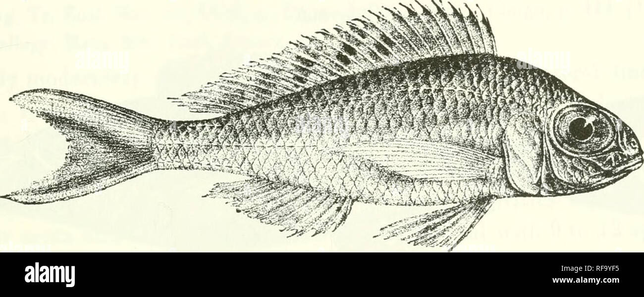 . Catalogue of the fresh-water fishes of Africa in the British Museum (Natural History). Fishes; Freshwater animals. XENOTILAPIA.—GRAMMATOTEIA. 453 2. XENOTILAPIA ORNATIPINNIS. Bouleng. Ann. &amp; Mag. N. H. (7) vii. 1901, p. 3,Poiss. Bass. Congo, p. 442 (1001), and Tr. Zool. Soc. xvi. 1001, p. 154, pi. xviii. fig. 2 ; Pellegr. Mem. Soc. Zool. France, xvi. 1004, p. 370. Depth of body nearly equal to length of head, 3^ to ol times in total length. Head as in the preceding. 15 to 17 gill-rakers on lower part of anterior arch. Dorsal XIII-XV 12-13; spines subequal from the fifth or sixth, f lengt Stock Photo