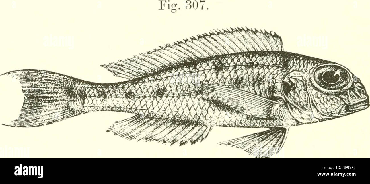 . Catalogue of the fresh-water fishes of Africa in the British Museum (Natural History). Fishes; Freshwater animals. 402 CICHLID.€. 1. XENOTILAPIA SIMA. Bouleng. Tr. Zool. Soc. xv. 1809, p. d2, pi. xix. fig. 5, Ann. Mus. Congo, Zool. i. p. 147, pi. liv. fig. 5 (1900), and Poiss. Bass. Congo, p. 441 (1901) ; Pellegr. Mem. Soc. Zool. France, xvi. 1904, p. 370 ; Bouleng. Tr. Zool. Soc. xvii. 190G, p. 5G9. Depth of body 3| to 4| times in total length, length of head 3 to 8| times. Snout very short and deep, with very steep convex upper profile ; eye very large, oval, 2^ times in length of head and Stock Photo
