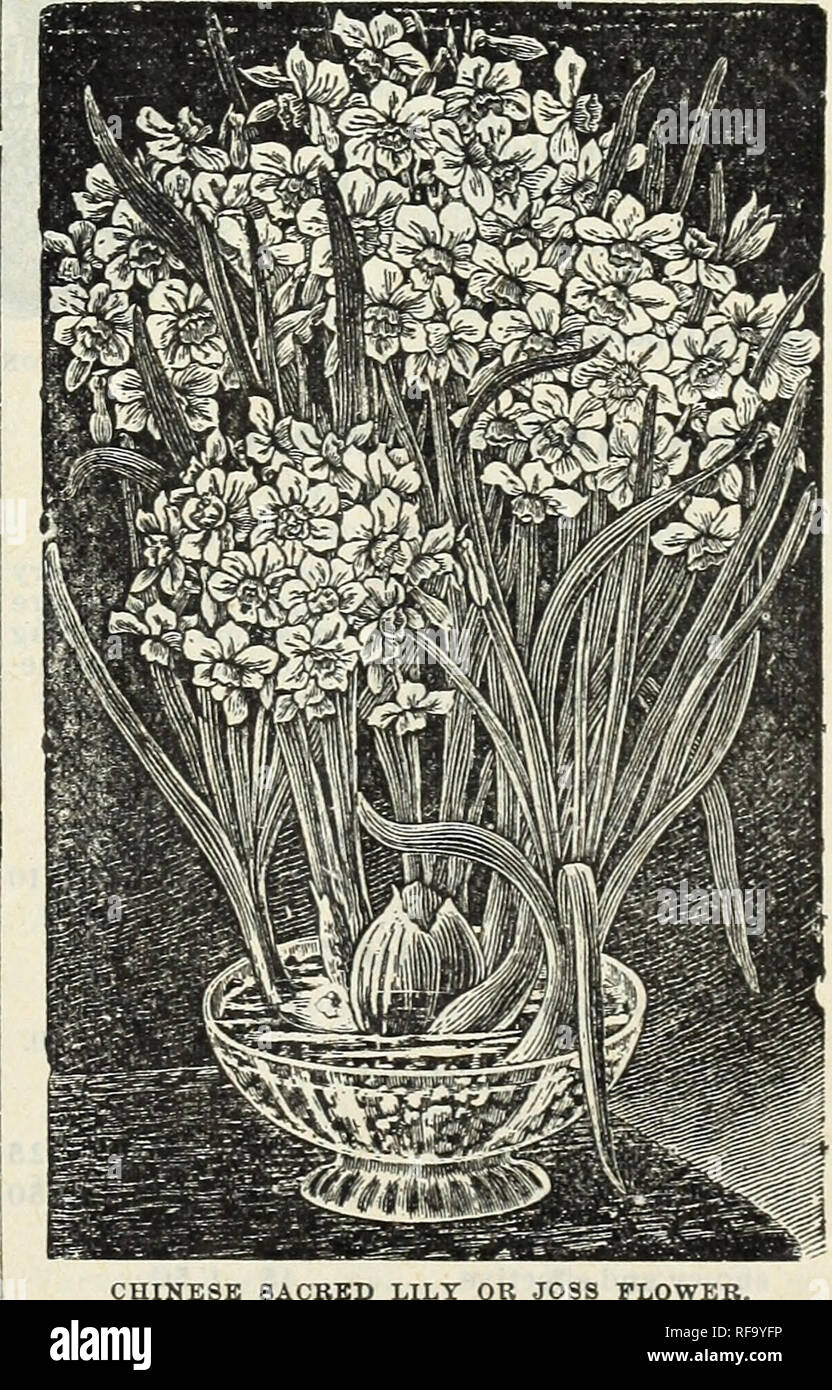 . Catalogue of hardy bulbs, plants, etc. Flowers Seeds Catalogs; Bulbs (Plants) Seeds Catalogs; Nurseries (Horticulture) Catalogs; Plants, Ornamental Catalogs. DOUBLE NARCISSUS. DAFFODILS. Each. Doz. Per 100 Albus Plenus Odoratus—Pure white, sweet ecented,resembles aGardenia 2 20 $125 Incomparable—(Butter and Eggs) Sulphur yellow, sweet scented 3 25 150 Orange Phoenix—W h 11 e and orange 4 35 2 75 Von Sion —The finest of all double yellow Daffodils, used extensively for forcing as well as for bedding outdoors 3 30 2 00 Mixed 3 25 1 50 POLYANTHUS NARCISSUS. The Polyanthus varieties are much est Stock Photo