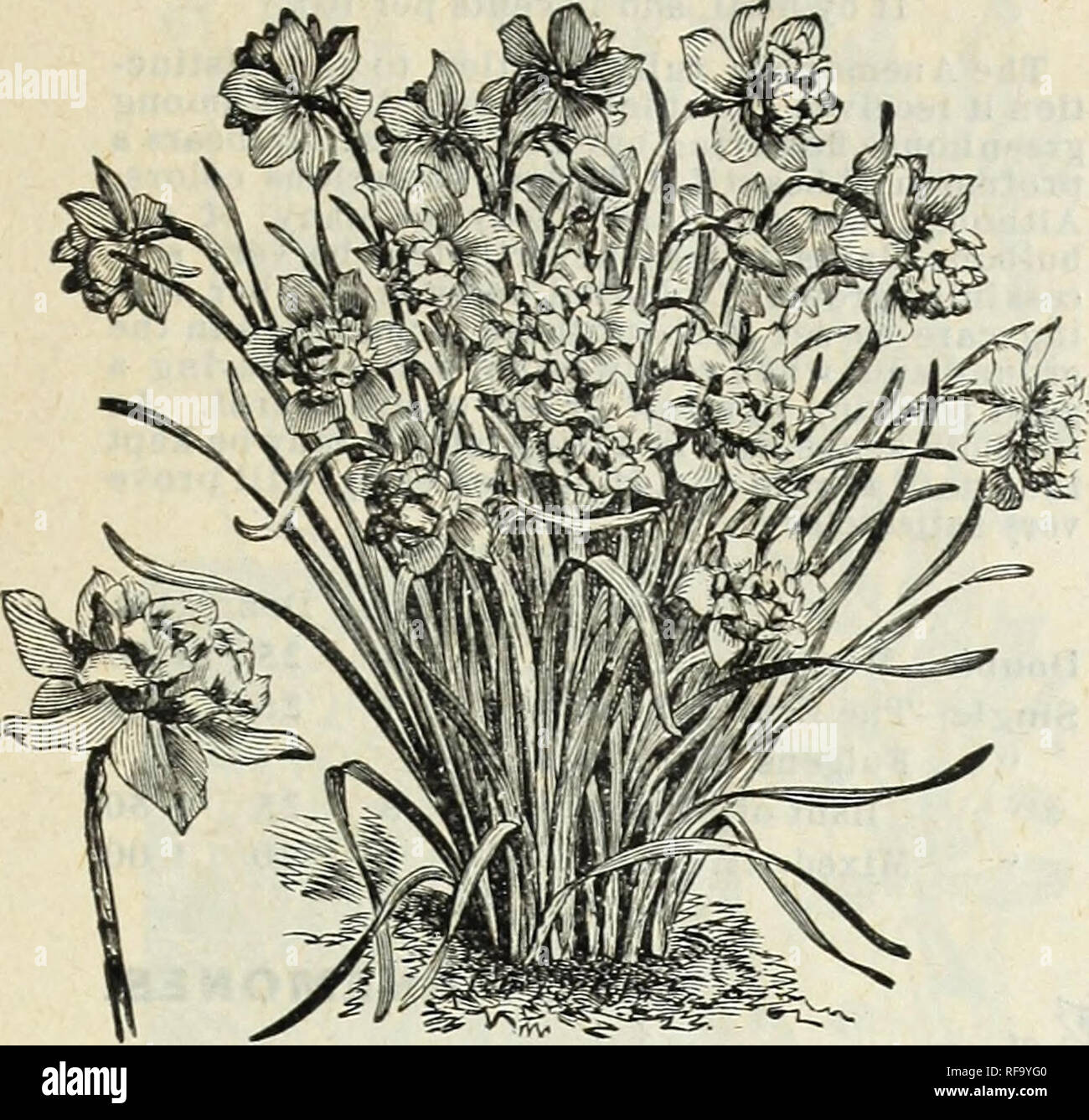 . Catalogue of hardy bulbs, plants, etc. Flowers Seeds Catalogs; Bulbs (Plants) Seeds Catalogs; Nurseries (Horticulture) Catalogs; Plants, Ornamental Catalogs. FLOWERING BULBS, PLANTS, ETC. NARCISSUS-Continued.. DOUBLE NARCISSUS. DAFFODILS. Each. Doz. Per 100 Albus Plenus Odoratus—Pure white, sweet ecented,resembles aGardenia 2 20 $125 Incomparable—(Butter and Eggs) Sulphur yellow, sweet scented 3 25 150 Orange Phoenix—W h 11 e and orange 4 35 2 75 Von Sion —The finest of all double yellow Daffodils, used extensively for forcing as well as for bedding outdoors 3 30 2 00 Mixed 3 25 1 50 POLYANT Stock Photo