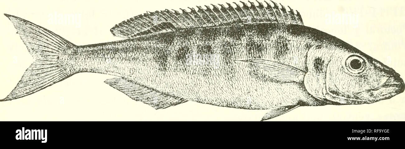 . Catalogue of the fresh-water fishes of Africa in the British Museum (Natural History). Fishes; Freshwater animals. 412 CICHLID.E. series of vortical blackish bars on each side of the body; on the tail, from below the middle of the dorsal, the spots unite into a band which extends to the caudal, and the vertical bars likewise fuse to form a Fijr. 301.. Bailiyhates fasciatns. Type(Tr. Z. S. 1901). lateral band ; a blackish spot on the opercle, another at the base of the ventral; two black bands on the dorsal, a basal and a marginal, on only one, the marginal. Total length 335 millim. Lake Tang Stock Photo