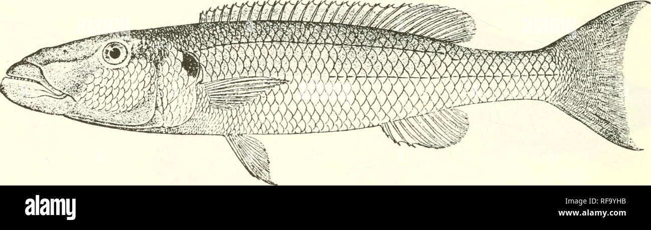 . Catalogue of the fresh-water fishes of Africa in the British Museum (Natural History). Fishes; Freshwater animals. 436 CIC11L1D.E. convex upper profile, twice as long as broad, longer than postocular part of head ; eye 3^ to 4 times in length of snout, 7 to 8 times in length of head, twice in interorbital width ; mouth widely separated from vertical of anterior border of eye ; teeth in 2 or 3 series; 5 or 6 series of scales on the cheek. Gill-rakers rather short, 15 or 16 on lower part of anterior arch. Dorsal XVIII-XX 12-13 ; spines weak, increasing in length to the last, which measures | l Stock Photo
